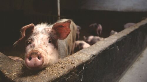 Le gouvernement au secours de la filière porcine